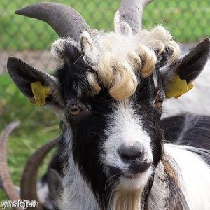 goat with bad hair